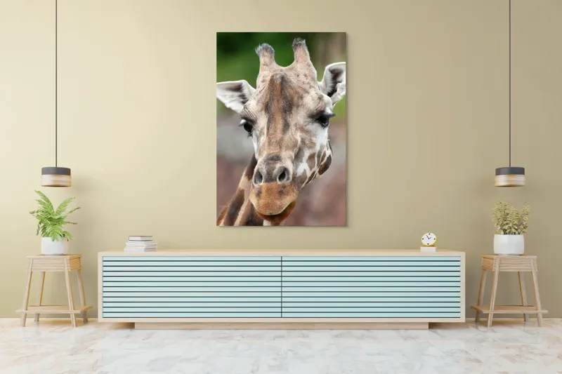 Tablou Canvas, "Întâlnire cu grațioasa girafă africană", Gât, Pete, Urechi, Blândețe, Privire, Animal, Înalțime, Natură, 100 x 150 cm – poza 4