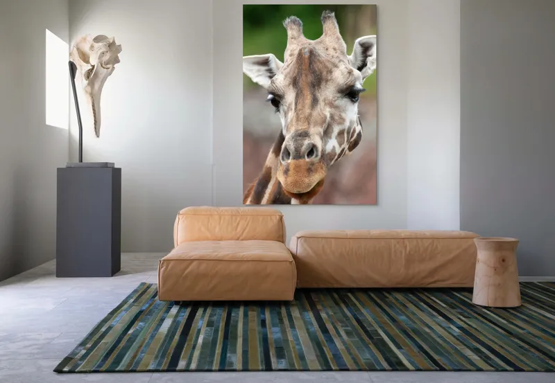 Tablou Canvas, "Întâlnire cu grațioasa girafă africană", Gât, Pete, Urechi, Blândețe, Privire, Animal, Înalțime, Natură, 100 x 150 cm – poza 7