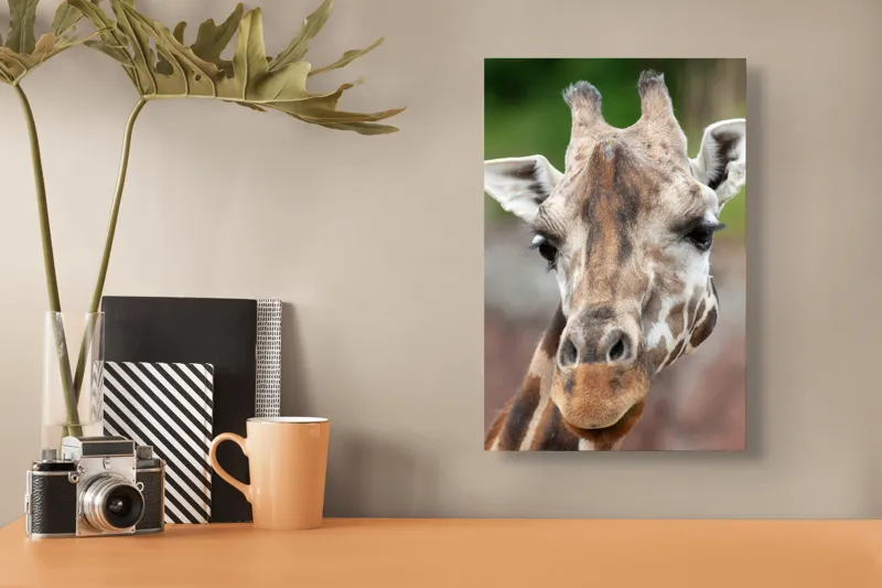 Tablou Canvas, "Întâlnire cu grațioasa girafă africană", Gât, Pete, Urechi, Blândețe, Privire, Animal, Înalțime, Natură, 26 x 39 cm – poza 3