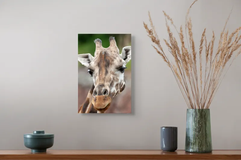 Tablou Canvas, "Întâlnire cu grațioasa girafă africană", Gât, Pete, Urechi, Blândețe, Privire, Animal, Înalțime, Natură, 26 x 39 cm – poza 5