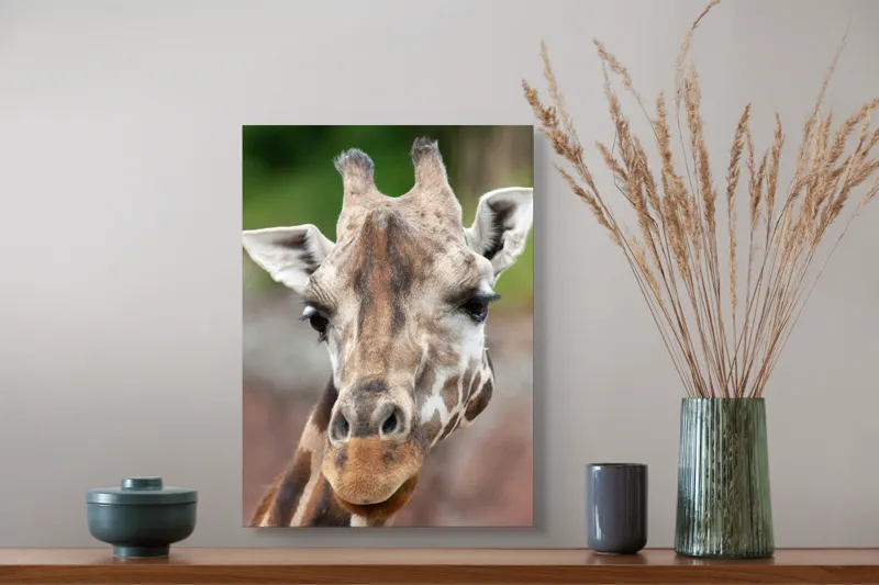 Tablou Canvas, "Întâlnire cu grațioasa girafă africană", Gât, Pete, Urechi, Blândețe, Privire, Animal, Înalțime, Natură, 39 x 54 cm – poza 3