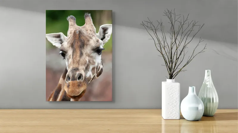Tablou Canvas, "Întâlnire cu grațioasa girafă africană", Gât, Pete, Urechi, Blândețe, Privire, Animal, Înalțime, Natură, 39 x 54 cm – poza 4