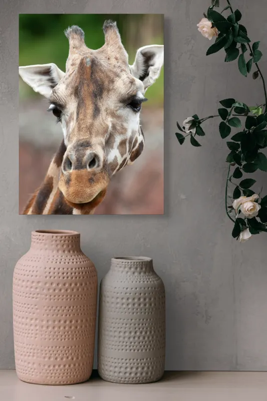 Tablou Canvas, "Întâlnire cu grațioasa girafă africană", Gât, Pete, Urechi, Blândețe, Privire, Animal, Înalțime, Natură, 39 x 54 cm – poza 6