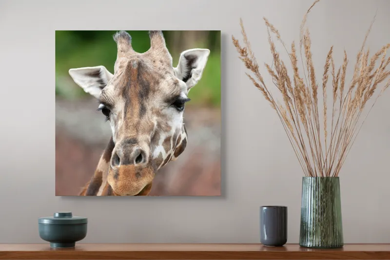 Tablou Canvas, "Întâlnire cu grațioasa girafă africană", Gât, Pete, Urechi, Blândețe, Privire, Animal, Înalțime, Natură, 50 x 50 cm – poza 4
