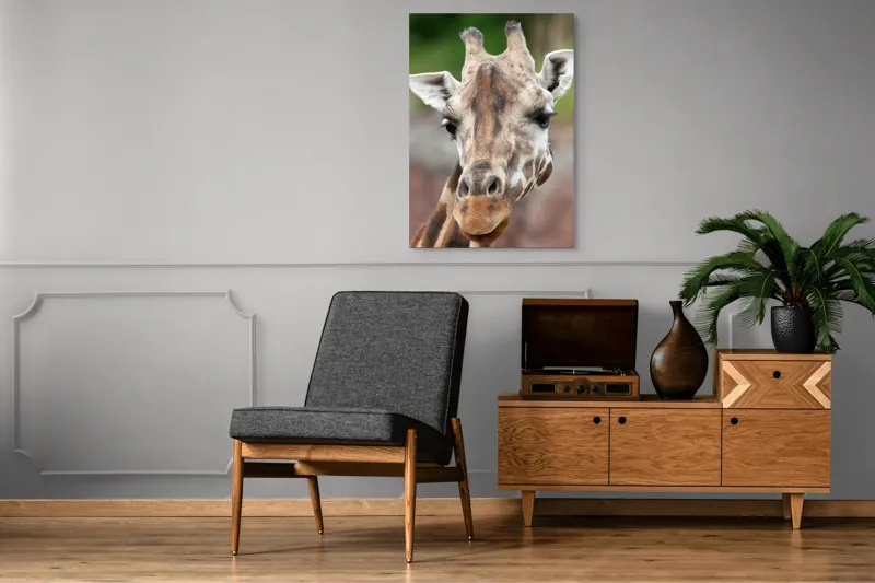 Tablou Canvas, "Întâlnire cu grațioasa girafă africană", Gât, Pete, Urechi, Blândețe, Privire, Animal, Înalțime, Natură, 70 x 100 cm – poza 6