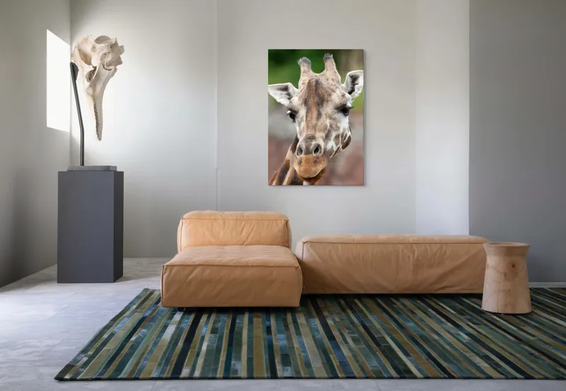 Tablou Canvas, "Întâlnire cu grațioasa girafă africană", Gât, Pete, Urechi, Blândețe, Privire, Animal, Înalțime, Natură, 70 x 100 cm – poza 7