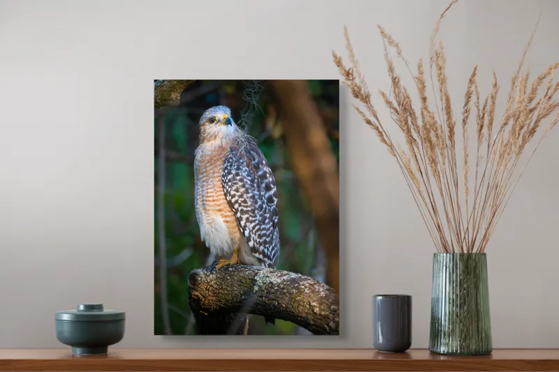 Tablou Canvas, "Șoimul veghează pădurea liniștită", Vultur, Ramură, Pene, Privire, Natură, Lumină, Frumusețe, Sălbatic, Plante, Cer🦅, 39 x 54 cm – poza 3