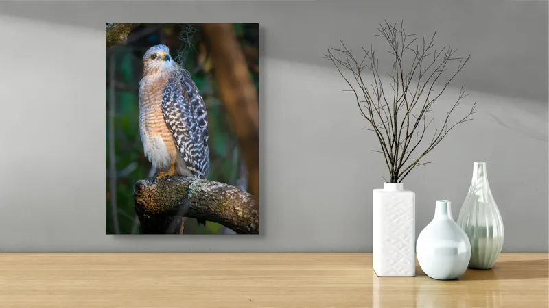 Tablou Canvas, "Șoimul veghează pădurea liniștită", Vultur, Ramură, Pene, Privire, Natură, Lumină, Frumusețe, Sălbatic, Plante, Cer🦅, 39 x 54 cm – poza 4