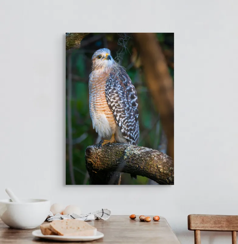 Tablou Canvas, "Șoimul veghează pădurea liniștită", Vultur, Ramură, Pene, Privire, Natură, Lumină, Frumusețe, Sălbatic, Plante, Cer🦅, 50 x 70 cm – poza 3