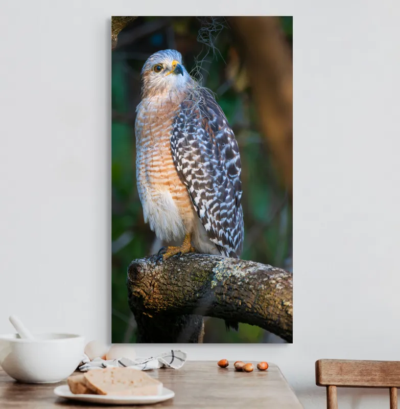 Tablou Canvas, "Șoimul veghează pădurea liniștită", Vultur, Ramură, Pene, Privire, Natură, Lumină, Frumusețe, Sălbatic, Plante, Cer🦅, 50 x 90 cm – poza 3