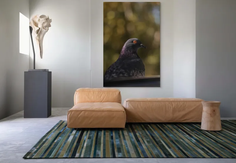 Tablou Canvas, "Pacea unei dimineți de toamnă", Porumbel, Ochi, Penaj, Reflectii, Focalizare, Natura, Calmitate, Fundal, Frumos, Detaliu, 100 x 150 cm – poza 7