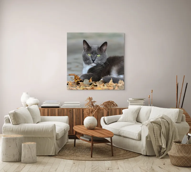Tablou Canvas, "Pisică albastră printre frunze uscate", Pisică, Gri, Frunze, Toamnă, Blană, Privire, Relaxare, Natură, 100 x 100 cm – poza 3