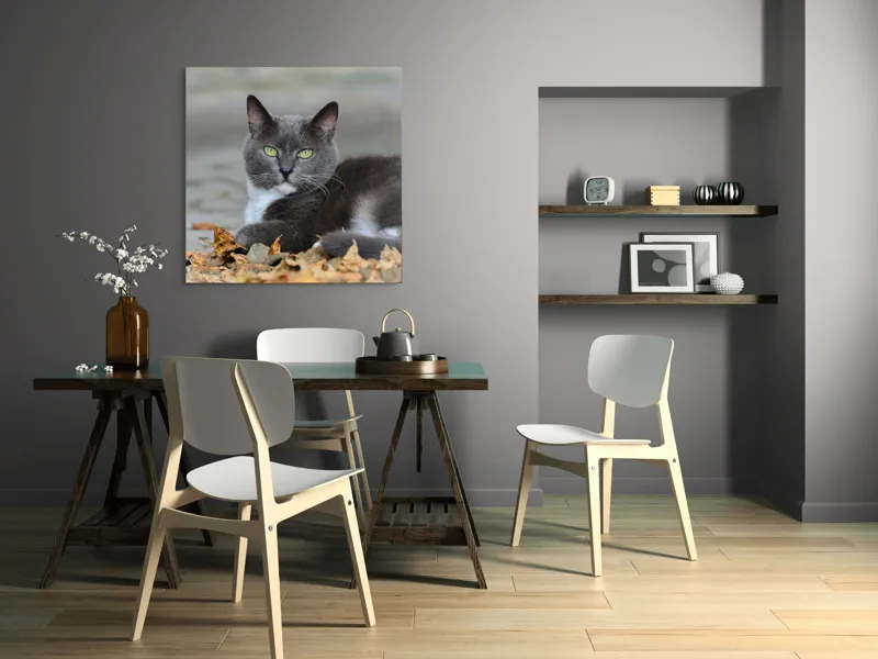 Tablou Canvas, "Pisică albastră printre frunze uscate", Pisică, Gri, Frunze, Toamnă, Blană, Privire, Relaxare, Natură, 100 x 100 cm – poza 6