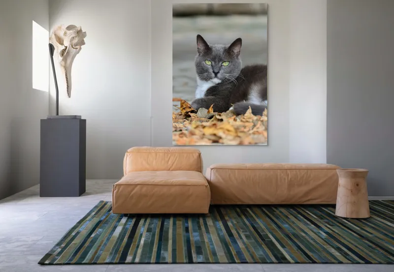 Tablou Canvas, "Pisică albastră printre frunze uscate", Pisică, Gri, Frunze, Toamnă, Blană, Privire, Relaxare, Natură, 100 x 150 cm – poza 7