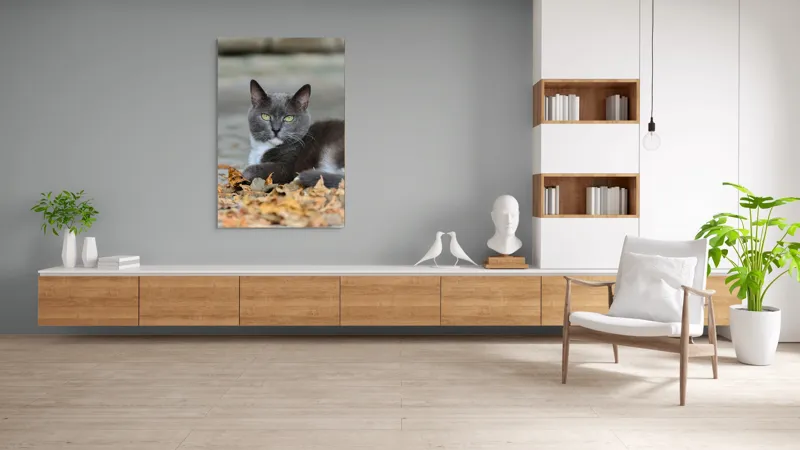 Tablou Canvas, "Pisică albastră printre frunze uscate", Pisică, Gri, Frunze, Toamnă, Blană, Privire, Relaxare, Natură, 100 x 150 cm – poza 8