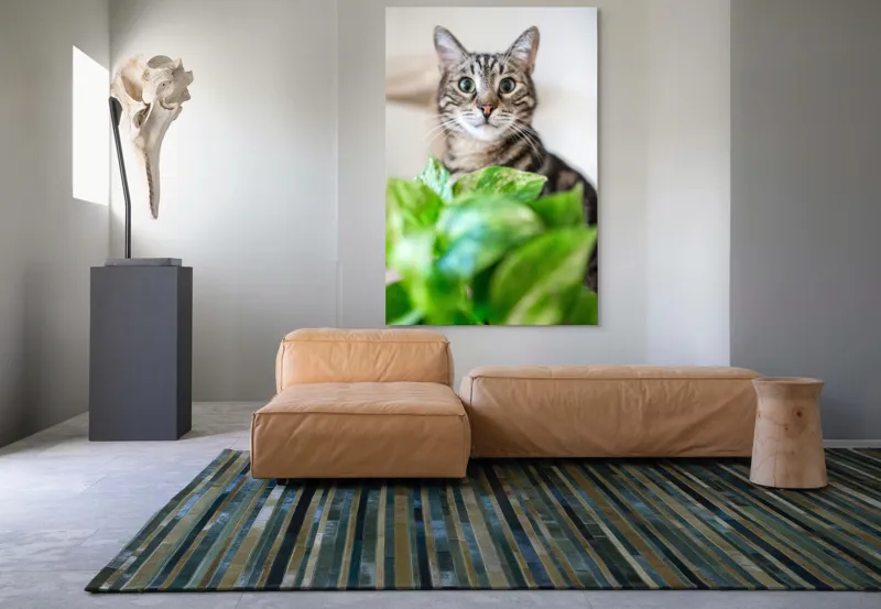Tablou Canvas, "Pisica și frunzele misterioase ale naturii", Pisică, Ochii, Verzi, Plantă, Frunze, Blană, Tigrat, Privire, Curiozitate, Fundal, Neclar, Verde, Natură, Interior, Aproape, 100 x 150 cm – poza 7