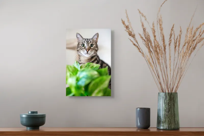 Tablou Canvas, "Pisica și frunzele misterioase ale naturii", Pisică, Ochii, Verzi, Plantă, Frunze, Blană, Tigrat, Privire, Curiozitate, Fundal, Neclar, Verde, Natură, Interior, Aproape, 26 x 39 cm – poza 5