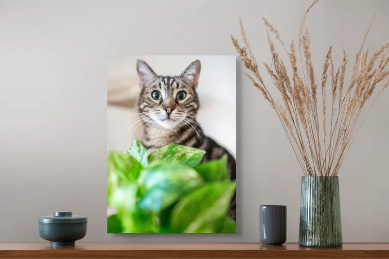 Tablou Canvas, "Pisica și frunzele misterioase ale naturii", Pisică, Ochii, Verzi, Plantă, Frunze, Blană, Tigrat, Privire, Curiozitate, Fundal, Neclar, Verde, Natură, Interior, Aproape, 39 x 54 cm – poza 3