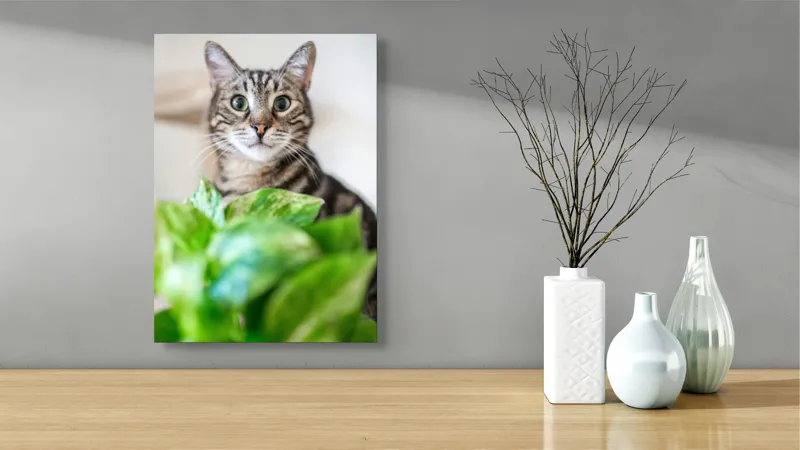 Tablou Canvas, "Pisica și frunzele misterioase ale naturii", Pisică, Ochii, Verzi, Plantă, Frunze, Blană, Tigrat, Privire, Curiozitate, Fundal, Neclar, Verde, Natură, Interior, Aproape, 39 x 54 cm – poza 4