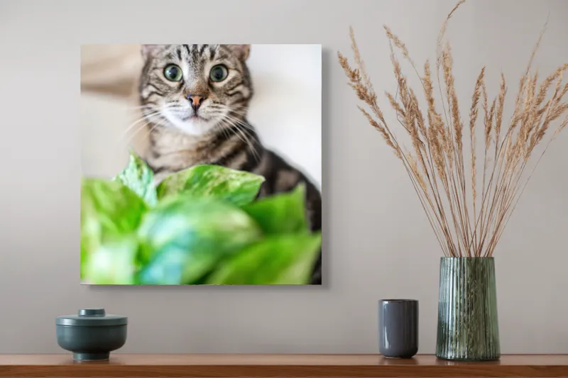 Tablou Canvas, "Pisica și frunzele misterioase ale naturii", Pisică, Ochii, Verzi, Plantă, Frunze, Blană, Tigrat, Privire, Curiozitate, Fundal, Neclar, Verde, Natură, Interior, Aproape, 50 x 50 cm – poza 4