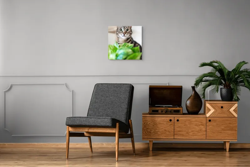 Tablou Canvas, "Pisica și frunzele misterioase ale naturii", Pisică, Ochii, Verzi, Plantă, Frunze, Blană, Tigrat, Privire, Curiozitate, Fundal, Neclar, Verde, Natură, Interior, Aproape, 50 x 50 cm – poza 6