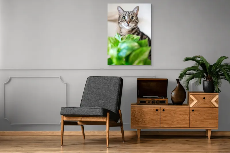Tablou Canvas, "Pisica și frunzele misterioase ale naturii", Pisică, Ochii, Verzi, Plantă, Frunze, Blană, Tigrat, Privire, Curiozitate, Fundal, Neclar, Verde, Natură, Interior, Aproape, 70 x 100 cm – poza 6