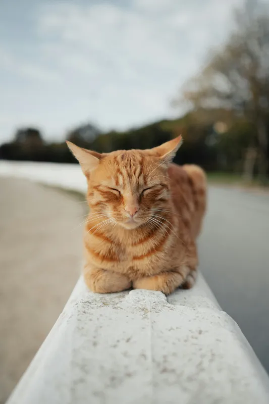 Tablou Canvas, "Pisica adormită pe balustradă albă", Pisică, Portocalie, Somnoroasă, Relaxată, Blândă, Odihnitoare, Zâmbitoare, Liniștitoare, Drăgălașă, Calmă, 100 x 150 cm – poza 2