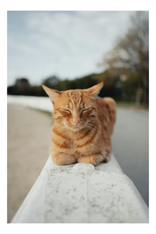 Tablou Canvas, "Pisica adormită pe balustradă albă", Pisică, Portocalie, Somnoroasă, Relaxată, Blândă, Odihnitoare, Zâmbitoare, Liniștitoare, Drăgălașă, Calmă, 50 x 70 cm
