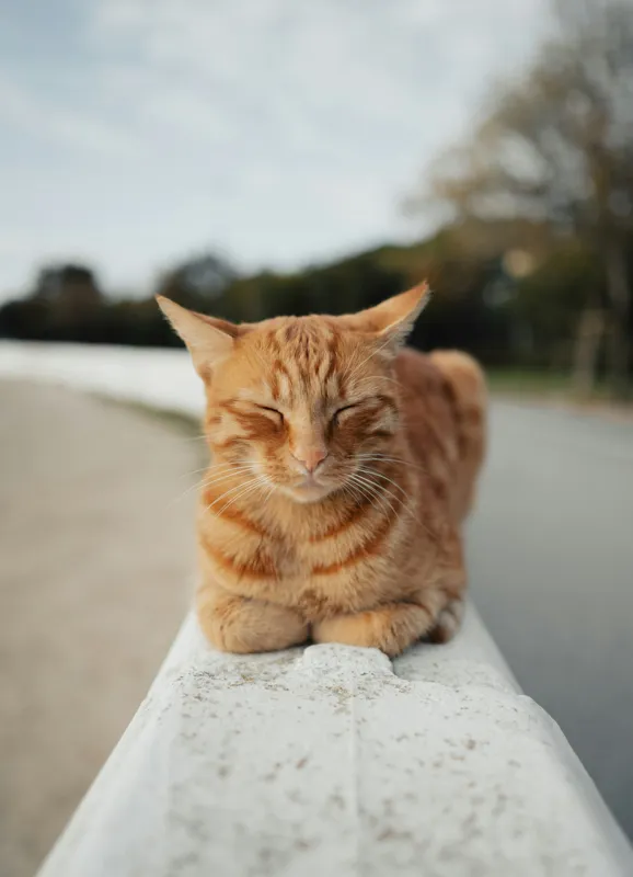 Tablou Canvas, "Pisica adormită pe balustradă albă", Pisică, Portocalie, Somnoroasă, Relaxată, Blândă, Odihnitoare, Zâmbitoare, Liniștitoare, Drăgălașă, Calmă, 39 x 54 cm – poza 2