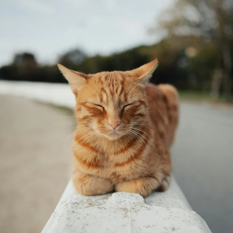 Tablou Canvas, "Pisica adormită pe balustradă albă", Pisică, Portocalie, Somnoroasă, Relaxată, Blândă, Odihnitoare, Zâmbitoare, Liniștitoare, Drăgălașă, Calmă, 50 x 50 cm – poza 2