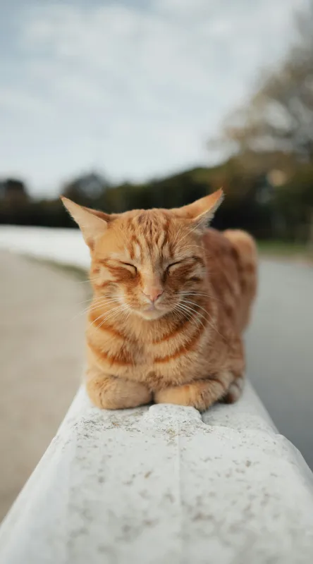 Tablou Canvas, "Pisica adormită pe balustradă albă", Pisică, Portocalie, Somnoroasă, Relaxată, Blândă, Odihnitoare, Zâmbitoare, Liniștitoare, Drăgălașă, Calmă, 50 x 90 cm – poza 2
