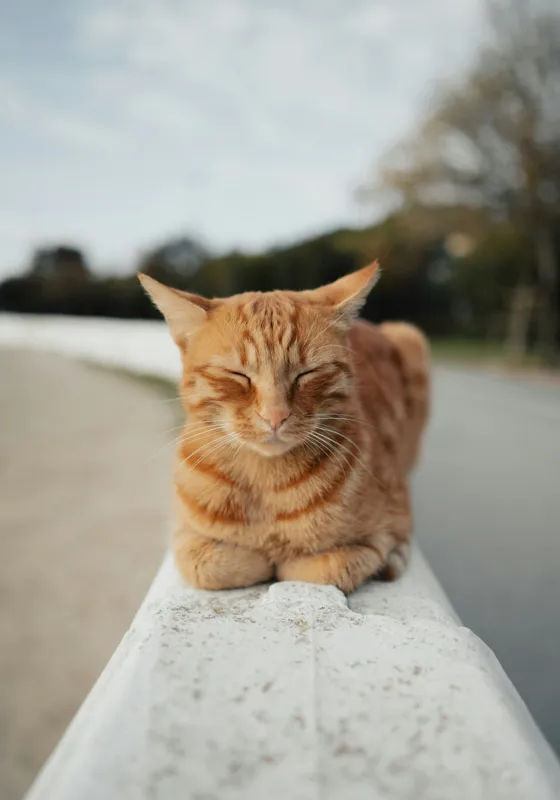 Tablou Canvas, "Pisica adormită pe balustradă albă", Pisică, Portocalie, Somnoroasă, Relaxată, Blândă, Odihnitoare, Zâmbitoare, Liniștitoare, Drăgălașă, Calmă, 70 x 100 cm – poza 2