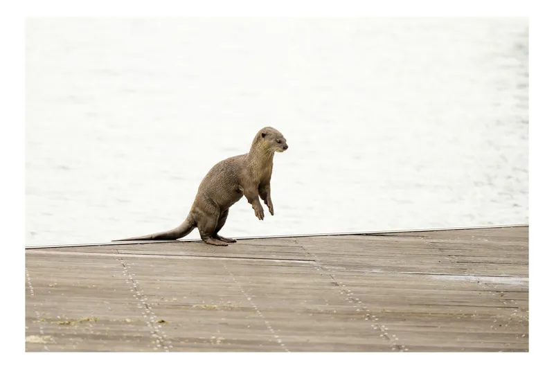 Tablou Canvas, "Vidra curioasă pe pontonul pustiu", Otter, Curious, Standing, Dock, Water, 100 x 70 cm
