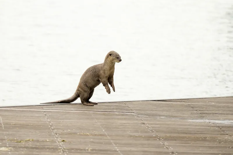 Tablou Canvas, "Vidra curioasă pe pontonul pustiu", Otter, Curious, Standing, Dock, Water, 150 x 100 cm – poza 2