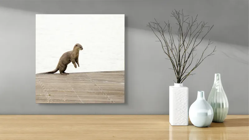 Tablou Canvas, "Vidra curioasă pe pontonul pustiu", Otter, Curious, Standing, Dock, Water, 50 x 50 cm – poza 3