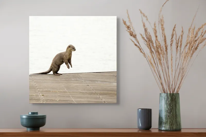 Tablou Canvas, "Vidra curioasă pe pontonul pustiu", Otter, Curious, Standing, Dock, Water, 50 x 50 cm – poza 4