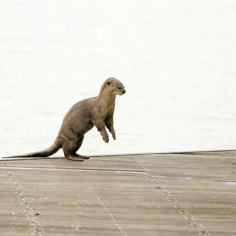 Tablou Canvas, "Vidra curioasă pe pontonul pustiu", Otter, Curious, Standing, Dock, Water, 50 x 50 cm – poza 2