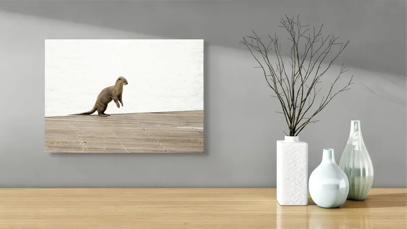 Tablou Canvas, "Vidra curioasă pe pontonul pustiu", Otter, Curious, Standing, Dock, Water, 54 x 39 cm – poza 3