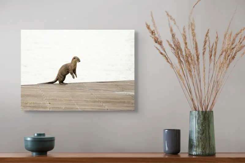 Tablou Canvas, "Vidra curioasă pe pontonul pustiu", Otter, Curious, Standing, Dock, Water, 54 x 39 cm – poza 4