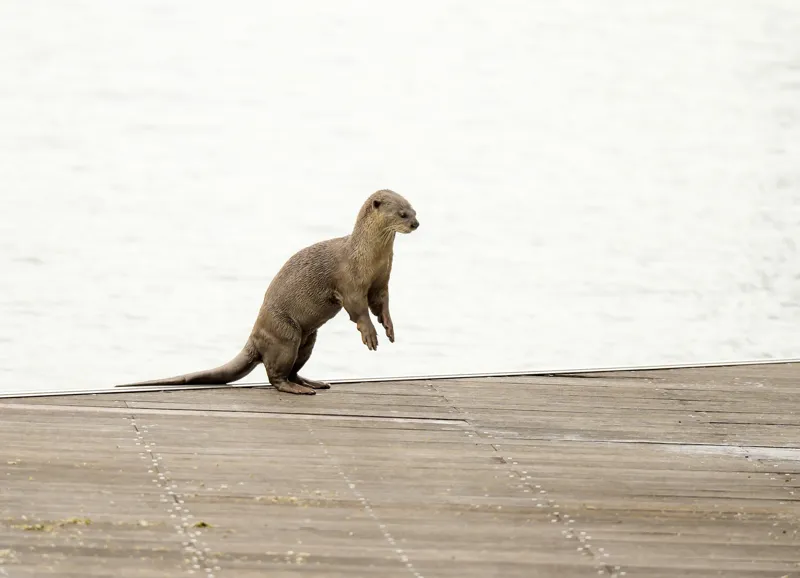 Tablou Canvas, "Vidra curioasă pe pontonul pustiu", Otter, Curious, Standing, Dock, Water, 54 x 39 cm – poza 2