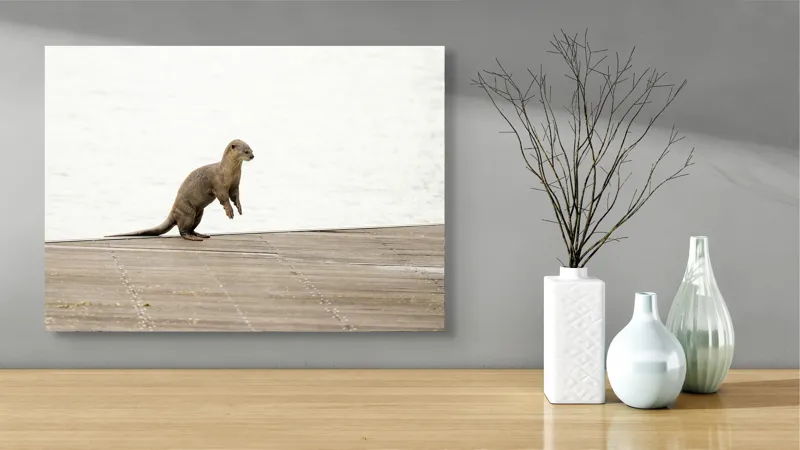 Tablou Canvas, "Vidra curioasă pe pontonul pustiu", Otter, Curious, Standing, Dock, Water, 70 x 50 cm – poza 3
