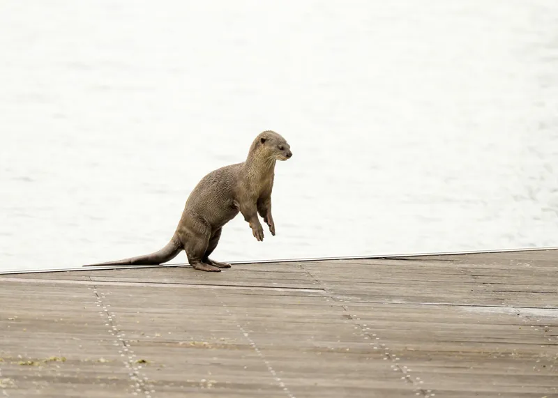 Tablou Canvas, "Vidra curioasă pe pontonul pustiu", Otter, Curious, Standing, Dock, Water, 70 x 50 cm – poza 2