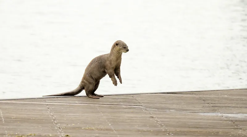 Tablou Canvas, "Vidra curioasă pe pontonul pustiu", Otter, Curious, Standing, Dock, Water, 90 x 50 cm – poza 2