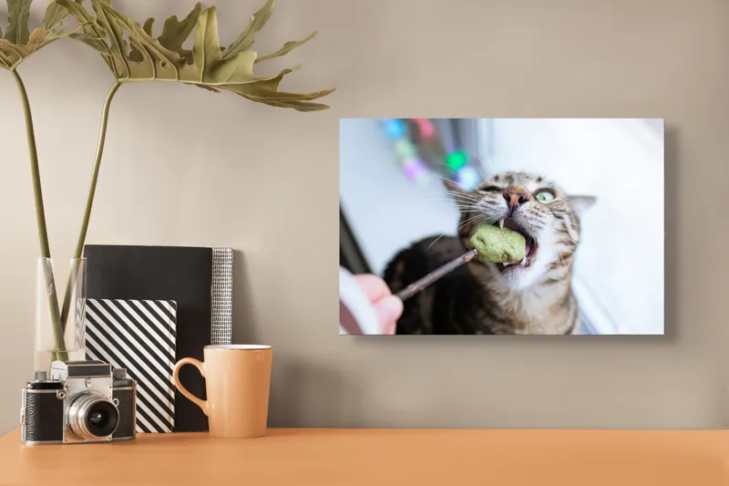 Tablou Canvas, "Pisica savurând o gustare delicioasă", Pisică, Curioasă, Pofticioasă, Delicioasă, Verde, Luminoasă, Jucăușă, Fermoar, Dinamică, Amuzantă, 39 x 26 cm – poza 3