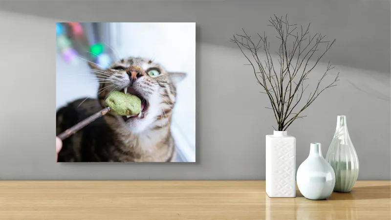 Tablou Canvas, "Pisica savurând o gustare delicioasă", Pisică, Curioasă, Pofticioasă, Delicioasă, Verde, Luminoasă, Jucăușă, Fermoar, Dinamică, Amuzantă, 50 x 50 cm – poza 3