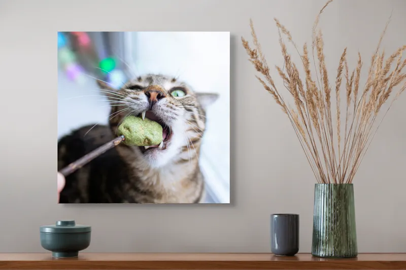 Tablou Canvas, "Pisica savurând o gustare delicioasă", Pisică, Curioasă, Pofticioasă, Delicioasă, Verde, Luminoasă, Jucăușă, Fermoar, Dinamică, Amuzantă, 50 x 50 cm – poza 4