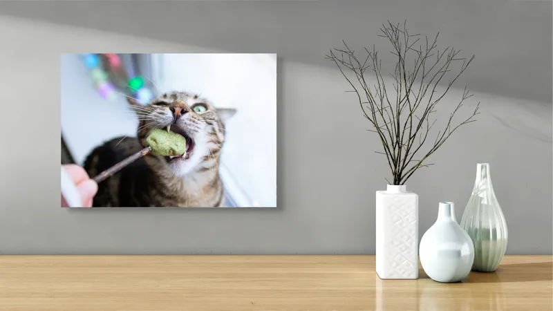 Tablou Canvas, "Pisica savurând o gustare delicioasă", Pisică, Curioasă, Pofticioasă, Delicioasă, Verde, Luminoasă, Jucăușă, Fermoar, Dinamică, Amuzantă, 54 x 39 cm – poza 3