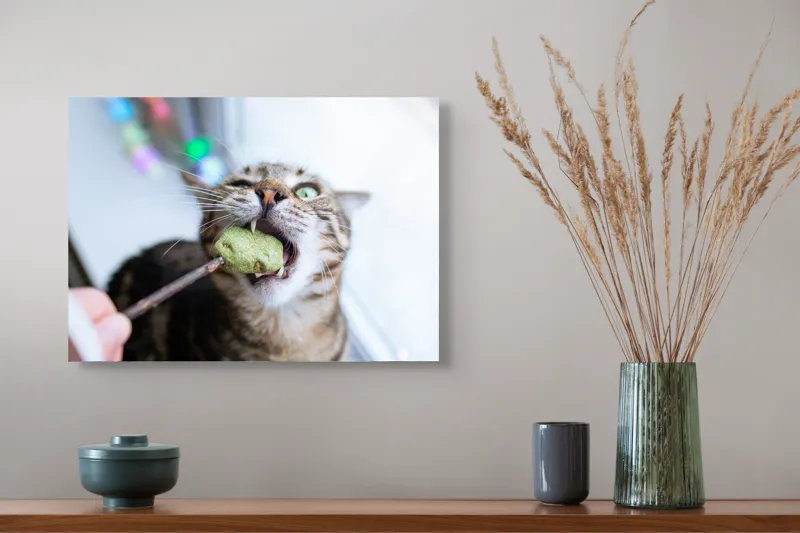 Tablou Canvas, "Pisica savurând o gustare delicioasă", Pisică, Curioasă, Pofticioasă, Delicioasă, Verde, Luminoasă, Jucăușă, Fermoar, Dinamică, Amuzantă, 54 x 39 cm – poza 4