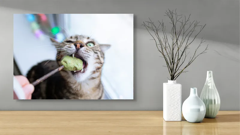 Tablou Canvas, "Pisica savurând o gustare delicioasă", Pisică, Curioasă, Pofticioasă, Delicioasă, Verde, Luminoasă, Jucăușă, Fermoar, Dinamică, Amuzantă, 70 x 50 cm – poza 3