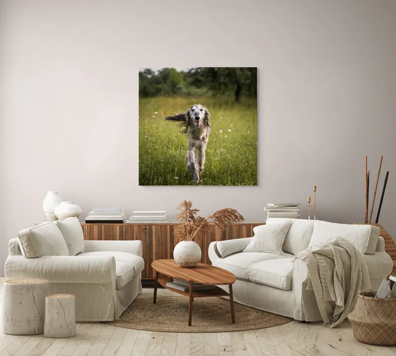 Tablou Canvas, "Câine fericit alergând pe câmp verde", 100 x 100 cm – poza 3